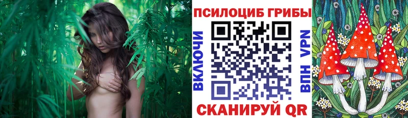 Купить где  Балабаново  Галлюциногенные грибы Psilocybine cubensis 